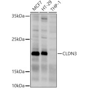 Western blot analysis of various lysates using CLDN3 Antibody at 1/1000 dilution. Secondary antibody: HRP-conjugated Goat anti-Rabbit IgG (H+L) at 1/10000 dilution. Lysates/proteins: 25 µg per lane. Blocking buffer: 3% nonfat dry milk in TBST. Exposure time: 10s.