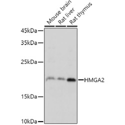 High Mobility Group Protein HMGI-C (HMGA2) Antibody