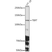 Western blot analysis of lysates from HT-29 cells, using TERT Antibody at 1/1000 dilution. Secondary antibody: HRP-conjugated Goat anti-Rabbit IgG (H+L) at 1/10000 dilution. Lysates/proteins: 25 µg per lane. Blocking buffer: 3% nonfat dry milk in TBST. Exposure time: 90s.