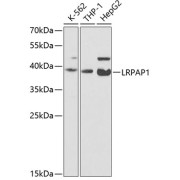 Western blot analysis of various lysates using LRPAP1 Antibody at 1/200 dilution. Secondary antibody: HRP-conjugated Goat anti-Rabbit IgG (H+L) at 1/10000 dilution. Lysates/proteins: 25 µg per lane. Blocking buffer: 3% nonfat dry milk in TBST. Exposure time: 90s.