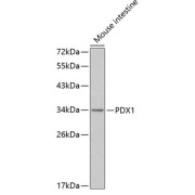 Western blot analysis of lysates from mouse intestine, using PDX1 Antibody at 1/400 dilution. Secondary antibody: HRP-conjugated Goat anti-Rabbit IgG (H+L) at 1/10000 dilution. Lysates/proteins: 25 µg per lane. Blocking buffer: 3% nonfat dry milk in TBST.