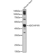 Western blot analysis of lysates from Mouse heart , using ADCYAP1R1 Antibody at 1/1000 dilution. Secondary antibody: HRP-conjugated Goat anti-Rabbit IgG (H+L) at 1/10000 dilution. Lysates/proteins: 25 µg per lane. Blocking buffer: 3% nonfat dry milk in TBST. Exposure time: 5s.