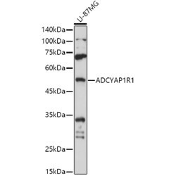 Pituitary Adenylate Cyclase-Activating Polypeptide Type I Receptor (ADCYAP1R1) Antibody