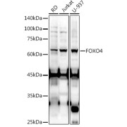 Western blot analysis of various lysates using at 1/1000 dilution. Secondary antibody: HRP-conjugated Goat anti-Rabbit IgG (H+L) at 1/10000 dilution. Lysates/proteins: 25 µg per lane. Blocking buffer: 3% nonfat dry milk in TBST. Exposure time: 90s.