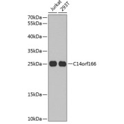 Western blot analysis of various lysates using C14orf166 Antibody at 1/1000 dilution. Secondary antibody: HRP-conjugated Goat anti-Rabbit IgG (H+L) at 1/10000 dilution. Lysates/proteins: 25 µg per lane. Blocking buffer: 3% nonfat dry milk in TBST. Exposure time: 90s.