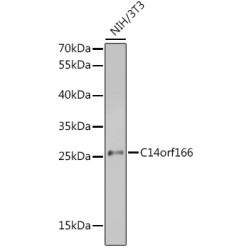 RNA Transcription, Translation And Transport Factor Protein (RTRAF) Antibody