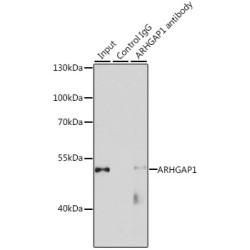 Rho GTPase-Activating Protein 1 (ARHGAP1) Antibody