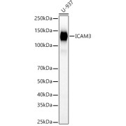 Western blot analysis of lysates from U-937 cells, using ICAM3 Antibody at 1/1000 dilution. Secondary antibody: HRP-conjugated Goat anti-Rabbit IgG (H+L) at 1/10000 dilution. Lysates/proteins: 25 µg per lane. Blocking buffer: 3% nonfat dry milk in TBST. Exposure time: 10s.