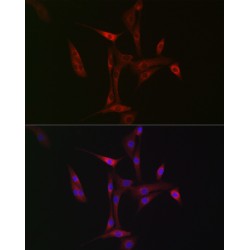 Next To BRCA1 Gene 1 Protein (NBR1) Antibody