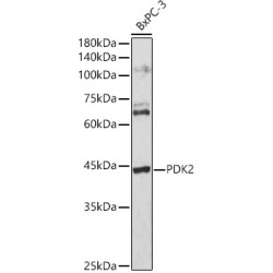 Pyruvate Dehydrogenase Kinase Isozyme 2 (PDK2) Antibody