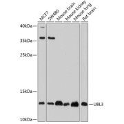 Western blot analysis of various lysates using UBL3 Antibody at 1/1000 dilution. Secondary antibody: HRP-conjugated Goat anti-Rabbit IgG (H+L) at 1/10000 dilution. Lysates/proteins: 25 µg per lane. Blocking buffer: 3% nonfat dry milk in TBST. Exposure time: 30s.