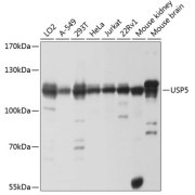 Western blot analysis of various lysates using USP5 Antibody at 1/1000 dilution. Secondary antibody: HRP-conjugated Goat anti-Rabbit IgG (H+L) at 1/10000 dilution. Lysates/proteins: 25 µg per lane. Blocking buffer: 3% nonfat dry milk in TBST. Exposure time: 1s.