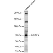 Western blot analysis of lysates from Mouse spleen, using SIGLEC5 Antibody at 1/800 dilution. Secondary antibody: HRP-conjugated Goat anti-Rabbit IgG (H+L) at 1/10000 dilution. Lysates/proteins: 25 µg per lane. Blocking buffer: 3% nonfat dry milk in TBST. Exposure time: 90s.