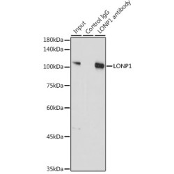 Lon Protease Homolog, Mitochondrial (LONP1) Antibody