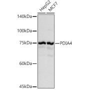 Western blot analysis of various lysates using PDIA4 Antibody at 1/1000 dilution. Secondary antibody: HRP-conjugated Goat anti-Rabbit IgG (H+L) at 1/10000 dilution. Lysates/proteins: 25 µg per lane. Blocking buffer: 3% nonfat dry milk in TBST. Exposure time: 0.5s.