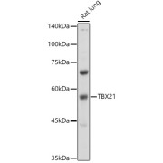 Western blot analysis of lysates from Rat lung, using TBX21 Antibody at 1/500 dilution. Secondary antibody: HRP-conjugated Goat anti-Rabbit IgG (H+L) at 1/10000 dilution. Lysates/proteins: 25 µg per lane. Blocking buffer: 3% nonfat dry milk in TBST. Exposure time: 30s.