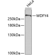 Western blot analysis of lysates from HeLa cells, using WDFY4 Antibody. Secondary antibody: HRP-conjugated Goat anti-Rabbit IgG (H+L) at 1/10000 dilution. Lysates/proteins: 25 µg per lane. Blocking buffer: 3% nonfat dry milk in TBST.