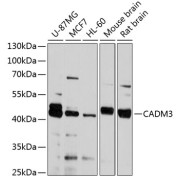 Western blot analysis of various lysates using CADM3 Antibody at 1/2000 dilution. Secondary antibody: HRP-conjugated Goat anti-Rabbit IgG (H+L) at 1/10000 dilution. Lysates/proteins: 25 µg per lane. Blocking buffer: 3% nonfat dry milk in TBST. Exposure time: 30s.