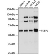 Western blot analysis of various lysates using FKBPL Antibody at 1/1000 dilution. Secondary antibody: HRP-conjugated Goat anti-Rabbit IgG (H+L) at 1/10000 dilution. Lysates/proteins: 25 µg per lane. Blocking buffer: 3% nonfat dry milk in TBST. Exposure time: 15s.