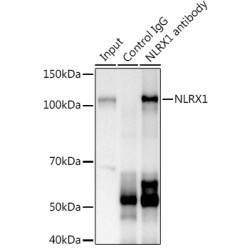 NLR Family Member X1 (NLRX1) Antibody