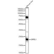 Western blot analysis of lysates from Mouse liver, using GRPEL1 Antibody at 1/1000 dilution. Secondary antibody: HRP-conjugated Goat anti-Rabbit IgG (H+L) at 1/10000 dilution. Lysates/proteins: 25 µg per lane. Blocking buffer: 3% nonfat dry milk in TBST. Exposure time: 60s.