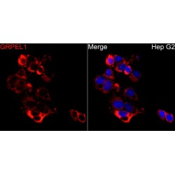 GrpE Protein Homolog 1, Mitochondrial (GRPEL1) Antibody