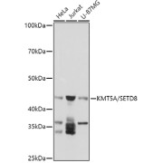 Western blot analysis of various lysates using at 1/1000 dilution. Secondary antibody: HRP-conjugated Goat anti-Rabbit IgG (H+L) at 1/10000 dilution. Lysates/proteins: 25 µg per lane. Blocking buffer: 3% nonfat dry milk in TBST. Exposure time: 30s.