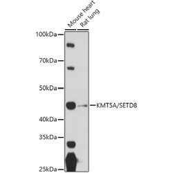 Lysine Methyltransferase 5A (SETD8) Antibody