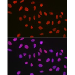 Non POU Domain Containing Octamer Binding Protein (NONO) Antibody