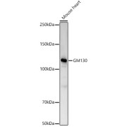 Western blot analysis of lysates from Mouse heart, using GM130 Antibody at 1/2000 dilution. Secondary antibody: HRP-conjugated Goat anti-Rabbit IgG (H+L) at 1/10000 dilution. Lysates/proteins: 25 µg per lane. Blocking buffer: 3% nonfat dry milk in TBST. Exposure time: 60s.