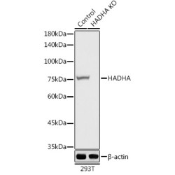 Trifunctional Enzyme Subunit Alpha, Mitochondrial (HADHA) Antibody