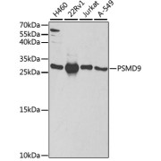 Western blot analysis of various lysates using PSMD9 Antibody at 1/1000 dilution. Secondary antibody: HRP-conjugated Goat anti-Rabbit IgG (H+L) at 1/10000 dilution. Lysates/proteins: 25 µg per lane. Blocking buffer: 3% nonfat dry milk in TBST.