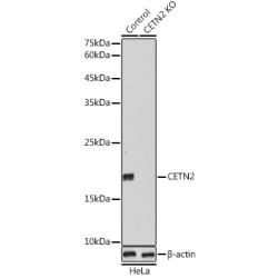 Centrin-2 (CETN2) Antibody