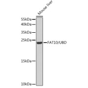 Western blot analysis of lysates from mouse liver, using FAT10/UBD Antibody at 1/1000 dilution. Secondary antibody: HRP-conjugated Goat anti-Rabbit IgG (H+L) at 1/10000 dilution. Lysates/proteins: 25 µg per lane. Blocking buffer: 3% nonfat dry milk in TBST. Exposure time: 60s.