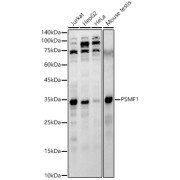 Western blot analysis of various lysates, using PSMF1 Antibody at 1/500 dilution. Secondary antibody: HRP-conjugated Goat anti-Rabbit IgG (H+L) at 1/10000 dilution. Lysates/proteins: 25 µg per lane. Blocking buffer: 3% nonfat dry milk in TBST. Exposure time: 90s.