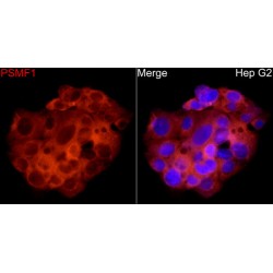 Proteasome Inhibitor Subunit 1 (PSMF1) Antibody