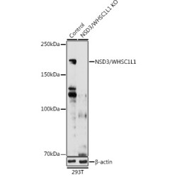 Wolf-Hirschhorn Syndrome Candidate 1-Like Protein (WHSC1L1) Antibody