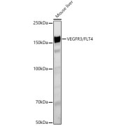 Western blot analysis of lysates from Mouse liver using VEGFR3/FLT4 Antibody at 1/500 dilution. Secondary antibody: HRP-conjugated Goat anti-Rabbit IgG (H+L) at 1/10000 dilution. Lysates/proteins: 25 µg per lane. Blocking buffer: 3% nonfat dry milk in TBST. Exposure time: 60s.