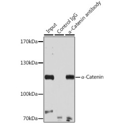 Catenin Alpha 1 (CTNNA1) Antibody