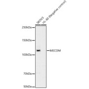 Western blot analysis of various lysates, using MECOM Antibody at 1/2500 dilution. Secondary antibody: HRP-conjugated Goat anti-Rabbit IgG (H+L) at 1/10000 dilution. Lysates/proteins: 25 µg per lane. Blocking buffer: 3% nonfat dry milk in TBST. Exposure time: 30s.