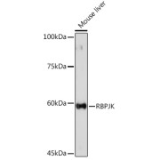 Western blot analysis of lysates from Mouse liver, using RBPJKK Antibody at 1/500 dilution. Secondary antibody: HRP-conjugated Goat anti-Rabbit IgG (H+L) at 1/10000 dilution. Lysates/proteins: 25 µg per lane. Blocking buffer: 3% nonfat dry milk in TBST. Exposure time: 180s.