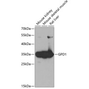 Western blot analysis of various lysates using GPD1 Antibody at 1/1000 dilution. Secondary antibody: HRP-conjugated Goat anti-Rabbit IgG (H+L) at 1/10000 dilution. Lysates/proteins: 25 µg per lane. Blocking buffer: 3% nonfat dry milk in TBST. Exposure time: 60s.