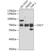 Western blot analysis of various lysates using CDC7 Antibody at 1/1000 dilution. Secondary antibody: HRP-conjugated Goat anti-Rabbit IgG (H+L) at 1/10000 dilution. Lysates/proteins: 25 µg per lane. Blocking buffer: 3% nonfat dry milk in TBST. Exposure time: 5s.