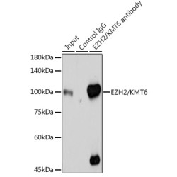 Histone-Lysine N-Methyltransferase EZH2 (EZH2) Antibody