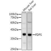 Western blot analysis of various lysates using FPS/FDPS Antibody at 1/500 dilution. Secondary antibody: HRP-conjugated Goat anti-Rabbit IgG (H+L) at 1/10000 dilution. Lysates/proteins: 25 µg per lane. Blocking buffer: 3% nonfat dry milk in TBST. Exposure time: 90s.