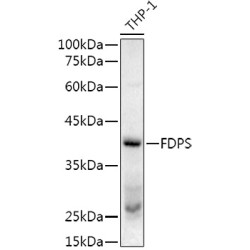 Farnesyl Diphosphate Synthase (FDPS) Antibody