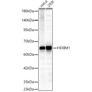 Western blot analysis of various lysates, using HEXIM1 Antibody at 1/700 dilution. Secondary antibody: HRP-conjugated Goat anti-Rabbit IgG (H+L) at 1/10000 dilution. Lysates/proteins: 25 µg per lane. Blocking buffer: 3% nonfat dry milk in TBST. Exposure time: 30s.