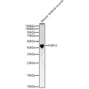 Western blot analysis of lysates from Mouse skeletal muscle, using P2RY2 Antibody at 1/400 dilution. Secondary antibody: HRP-conjugated Goat anti-Rabbit IgG (H+L) at 1/10000 dilution. Lysates/proteins: 25 µg per lane. Blocking buffer: 3% nonfat dry milk in TBST. Exposure time: 30s.