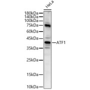 Western blot analysis of lysates from HeLa cells, using ATF1 Antibody at 1/1000 dilution. Secondary antibody: HRP-conjugated Goat anti-Rabbit IgG (H+L) at 1/10000 dilution. Lysates/proteins: 25 µg per lane. Blocking buffer: 3% nonfat dry milk in TBST. Exposure time: 60s.