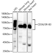 Western blot analysis of various lysates, using CD36/SR-B3 Antibody at 1/800 dilution. Secondary antibody: HRP-conjugated Goat anti-Rabbit IgG (H+L) at 1/10000 dilution. Lysates/proteins: 25 µg per lane. Blocking buffer: 3% nonfat dry milk in TBST. Exposure time: 90s.